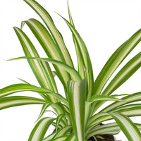 Chlorophytum Comosum - Spider Plant - Variegatum