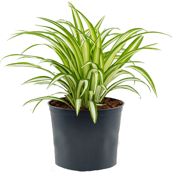 Spider Plant Variegatum