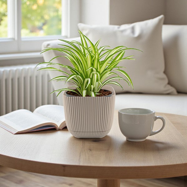 Chlorophytum Comosum - Spider Plant - Variegatum