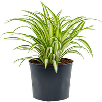 Spider Plant Variegatum