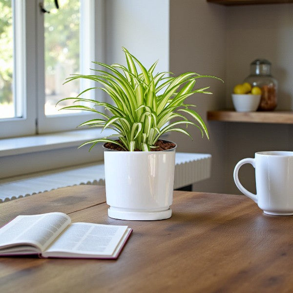 Chlorophytum Comosum - Spider Plant - Variegatum