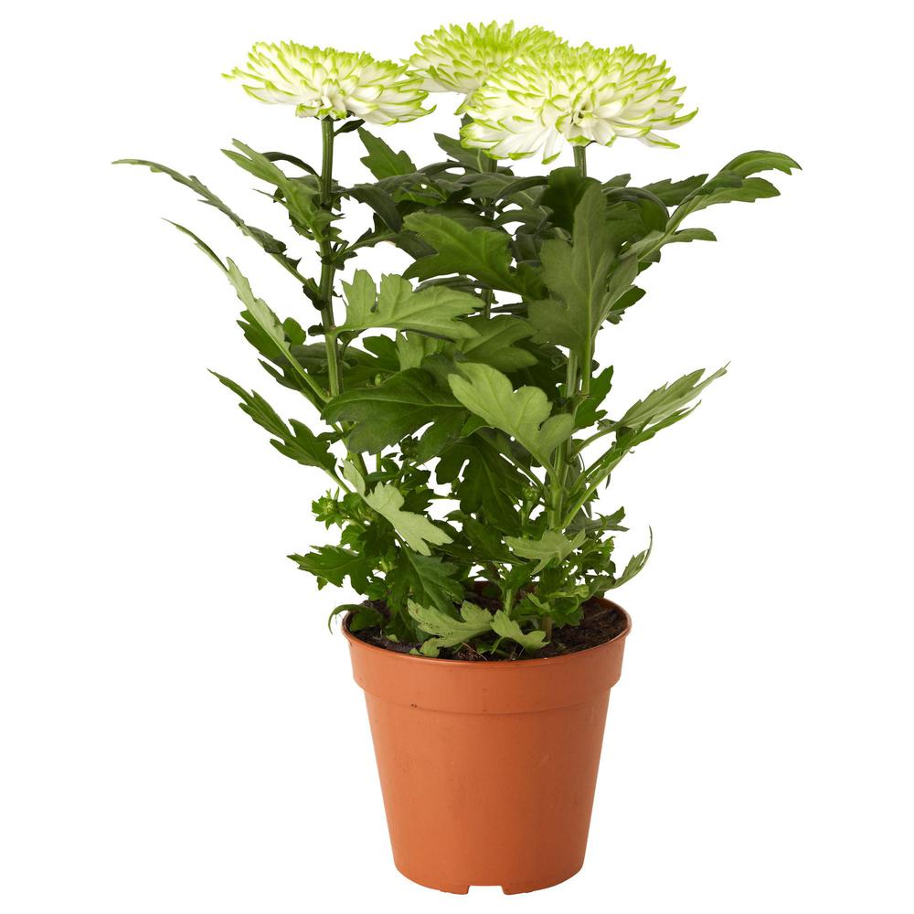Chrysanthemum Plant