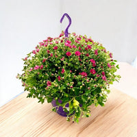 Chrysanthemum - Skyfall Mixed