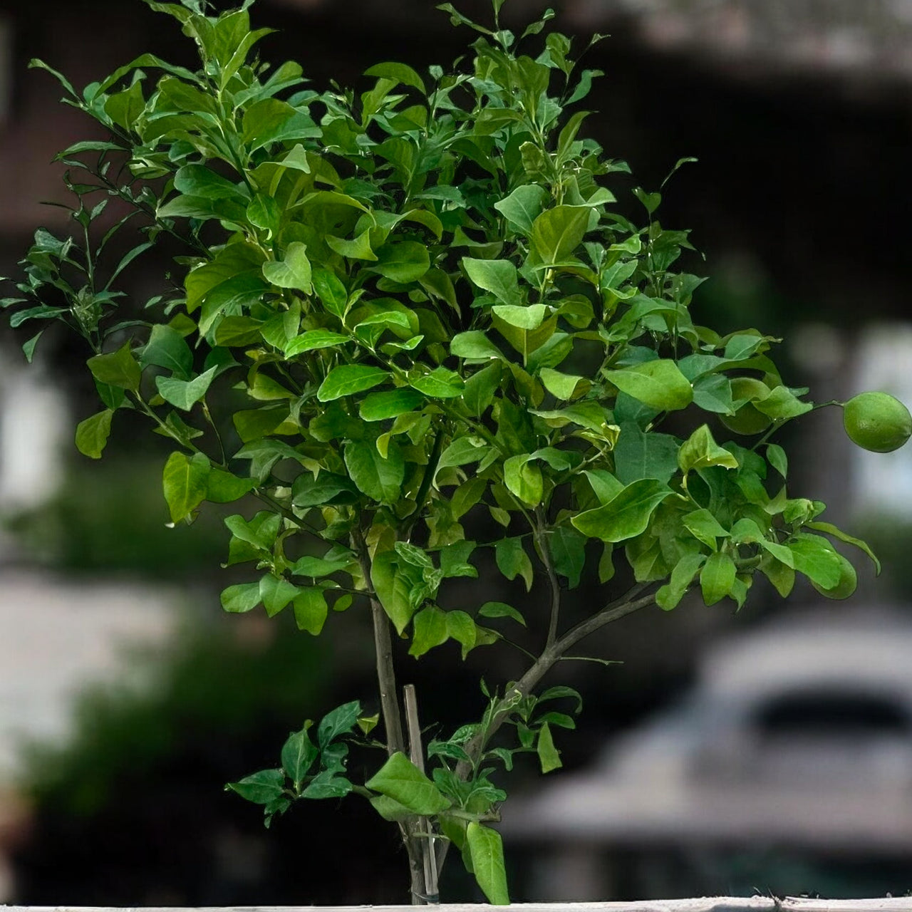 Spanish Lemon Citrus