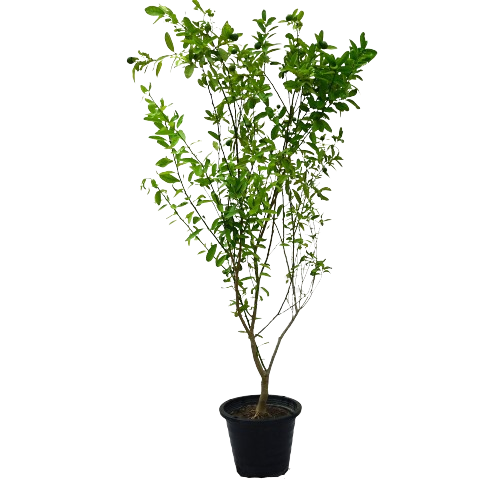 Citrus Bin Zaheer plant, Citrus Bin Zaheer for sale, Buy Citrus Bin Zaheer online, Citrus Bin Zaheer care, Outdoor Citrus Bin Zaheer