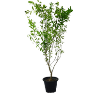 Citrus Bin Zaheer plant, Citrus Bin Zaheer for sale, Buy Citrus Bin Zaheer online, Citrus Bin Zaheer care, Outdoor Citrus Bin Zaheer