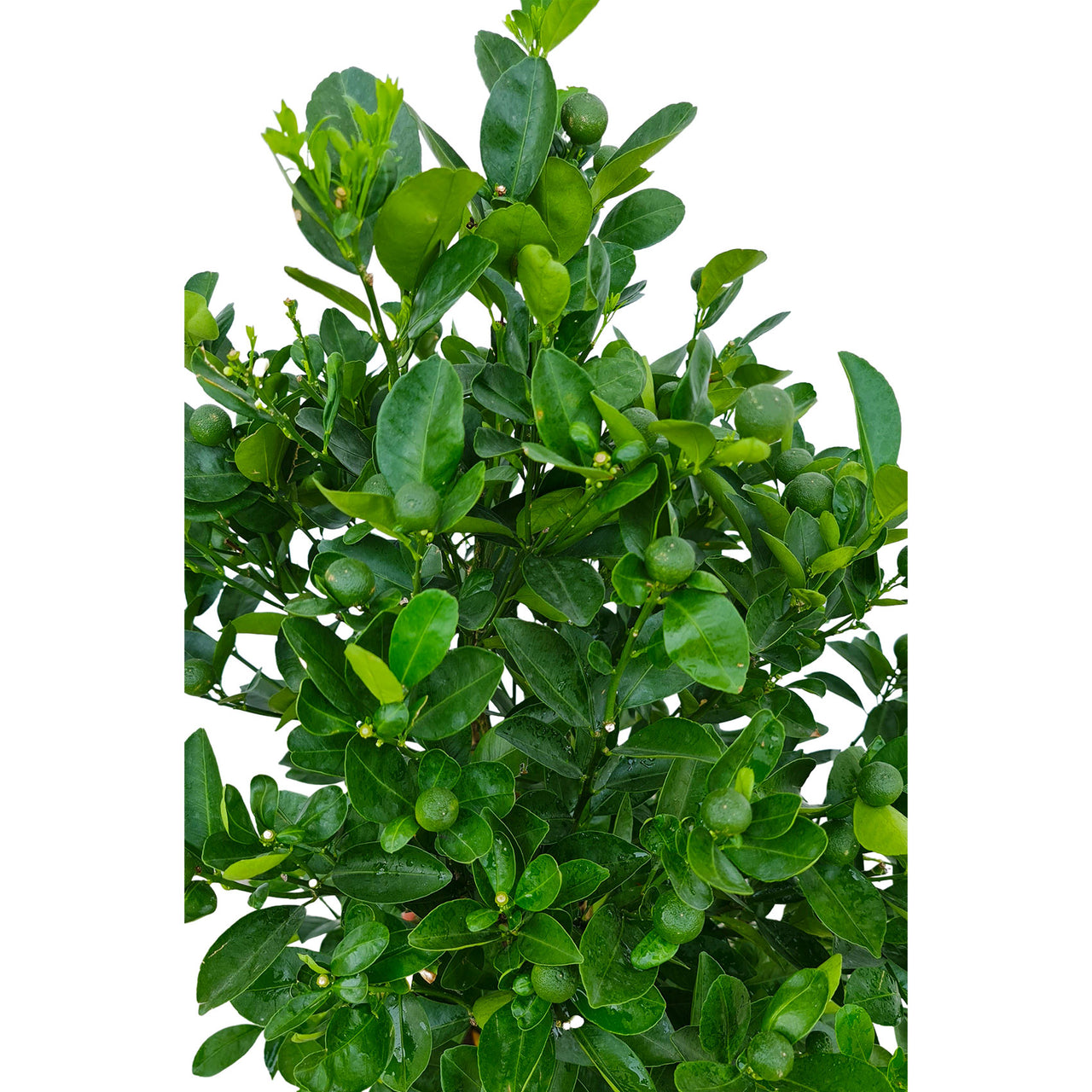 Citrus Mandarin Tree