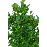 Citrus Mandarin Tree