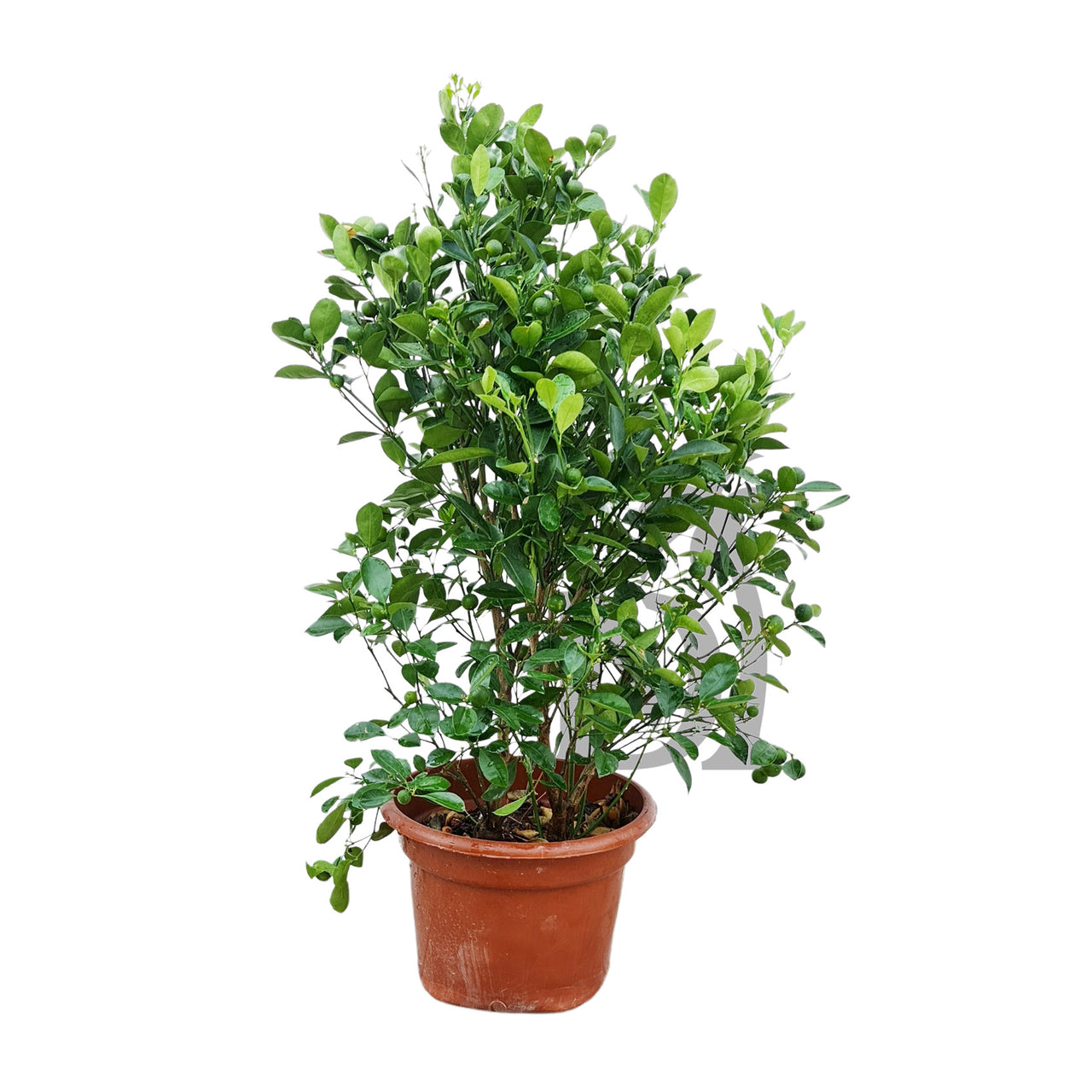 Citrus Mandarin Tree, Mandarin Orange plant for sale, Buy Citrus Mandarin online, Mandarin Orange tree care, Mandarin fruit tree
