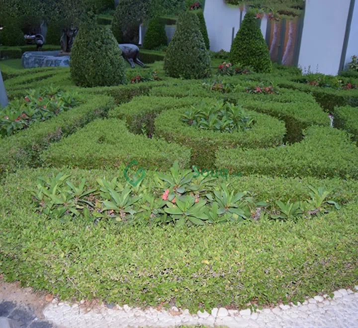 Clerodendrum Inerme – Wild Jasmine Ground Cover & Hedge Plant