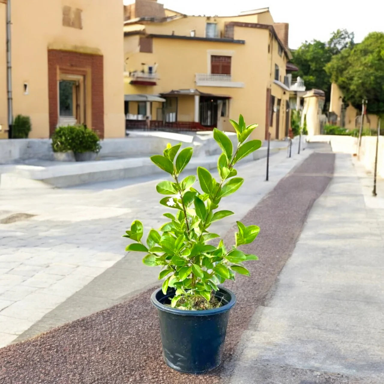 Clerodendrum Inerme – Wild Jasmine Ground Cover & Hedge Plant