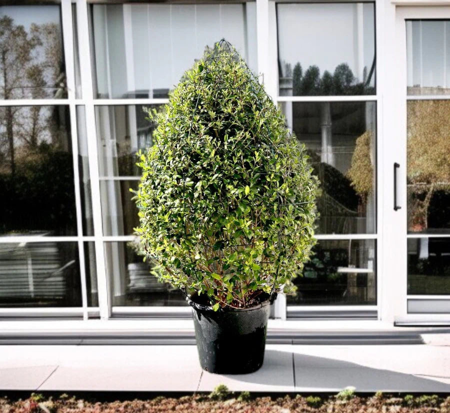 Clerodendrum Inerme 'Wild Jasmine' – Ball and Cone Shape