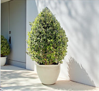 Clerodendrum Inerme 'Wild Jasmine' – Ball and Cone Shape