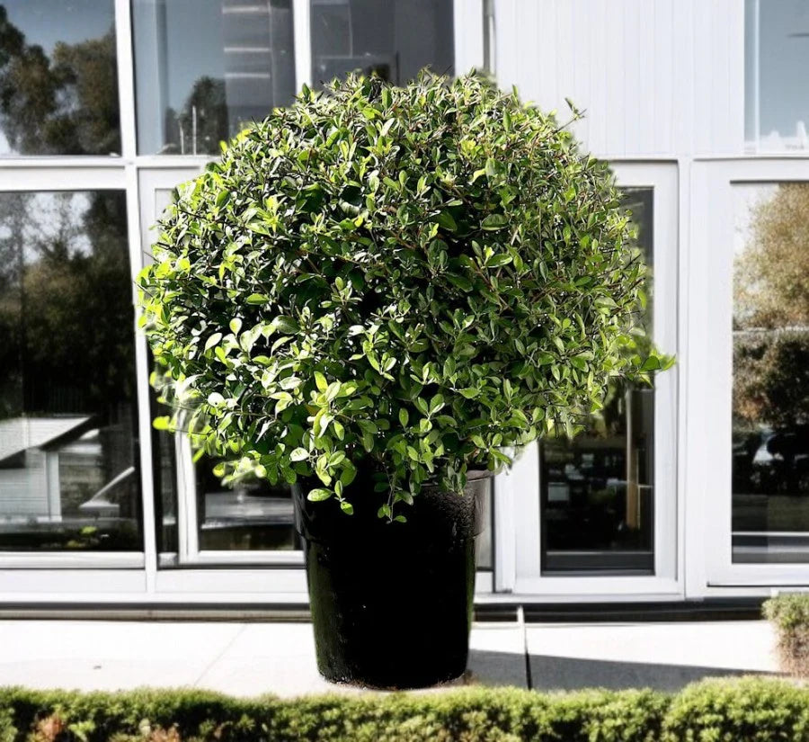 Clerodendrum Inerme 'Wild Jasmine' – Ball and Cone Shape