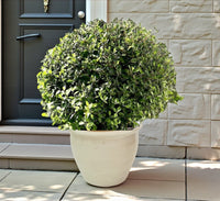 Clerodendrum Inerme 'Wild Jasmine' – Ball and Cone Shape