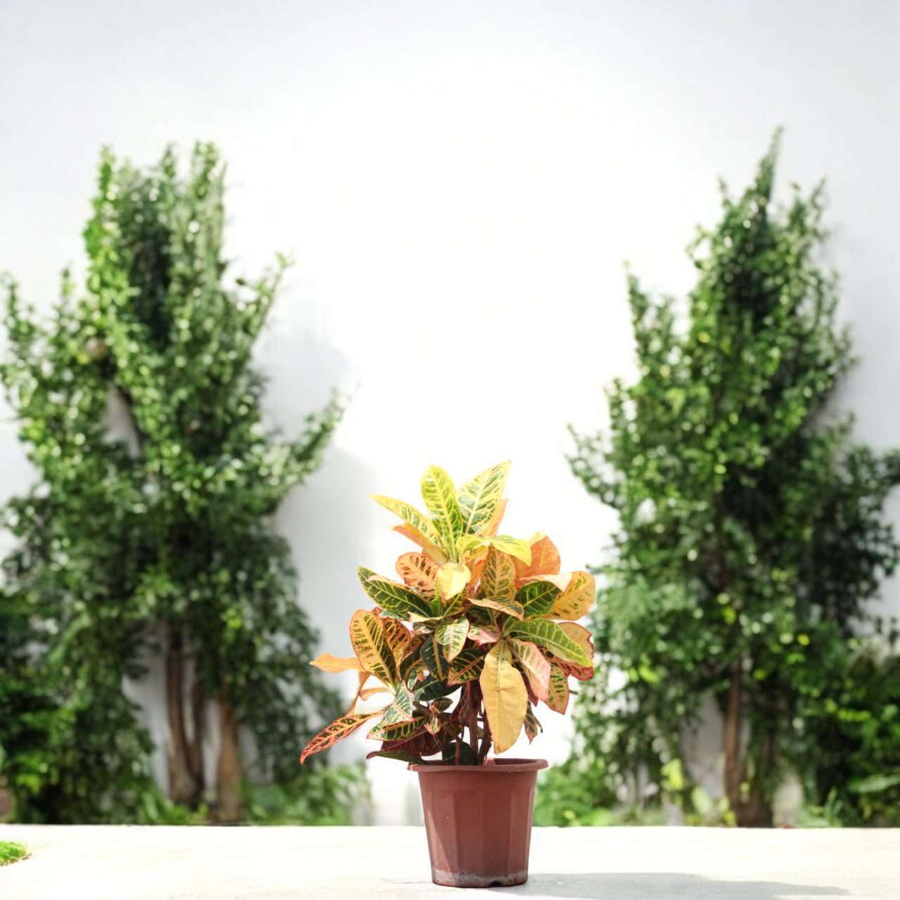 Croton - Codiaeum Variegatum