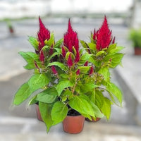 Celosia Plumosa – Silver Cock’s Comb - Mixed Colour