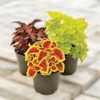 Coleus Mix Color Plants