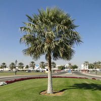 Copernicia Prunifera