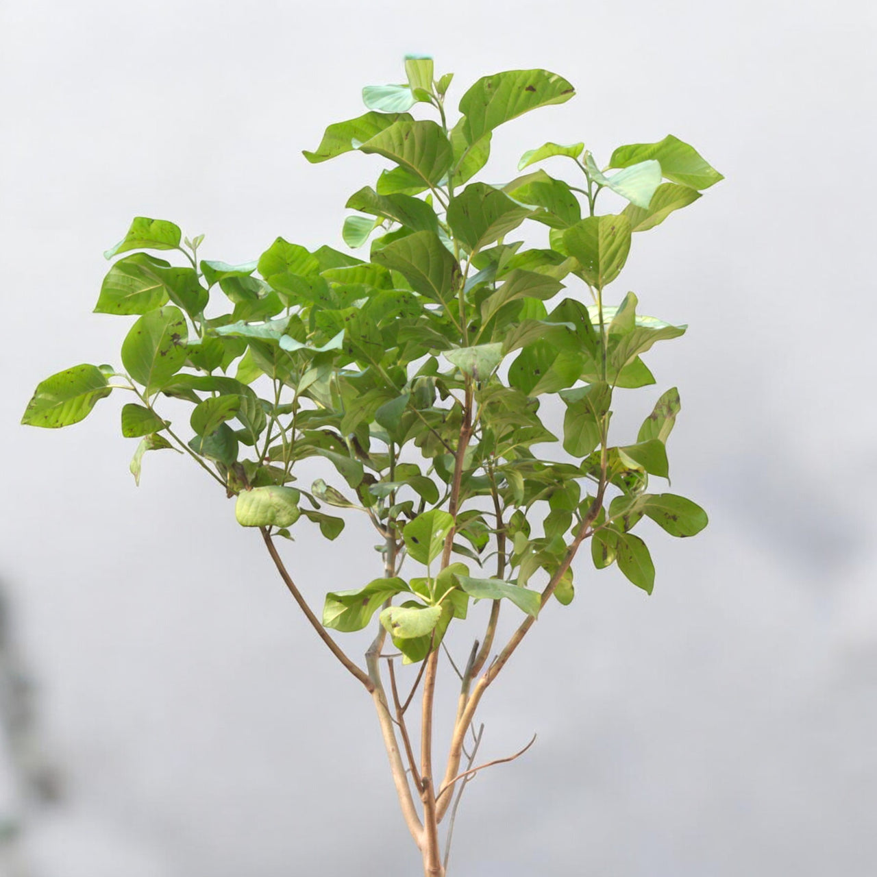 Cordia Sebestena - Orange Geiger Tree