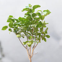 Cordia Sebestena - Orange Geiger Tree
