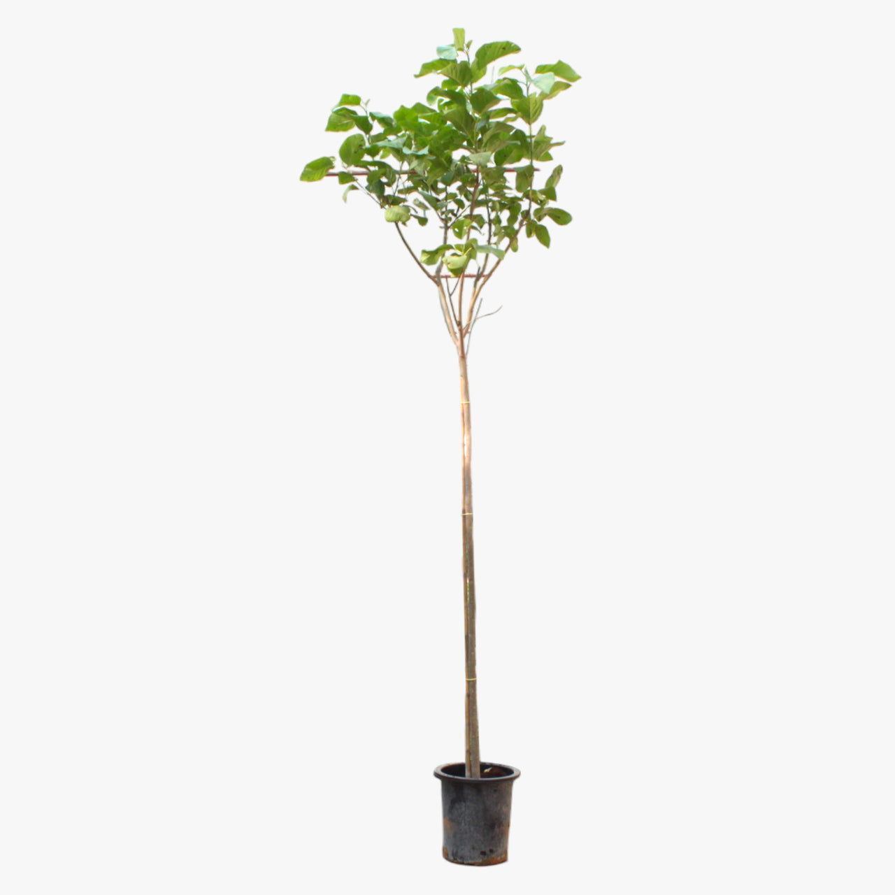 Cordia Sebestena - Orange Geiger Tree