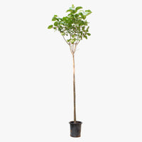 Cordia Sebestena - Orange Geiger Tree