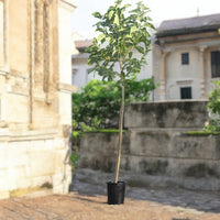 Cordia Sebestena - Orange Geiger Tree