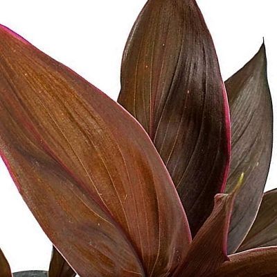 Cordyline Fruticosa Mambo - Hawaiian Ti Plant