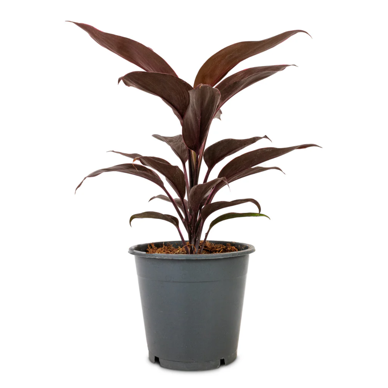 Cordyline Fruticosa Mambo