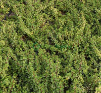 Portulacaria afra – Elephant Bush