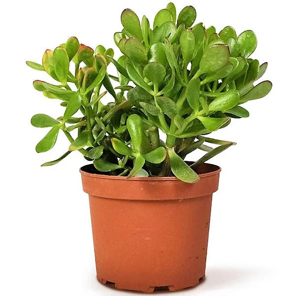Crassula ovata Money Tree