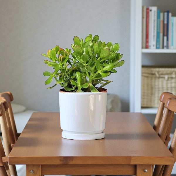 Crassula ovata - Money Tree -Jade Plant