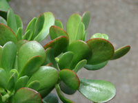 Crassula ovata - Money Tree -Jade Plant
