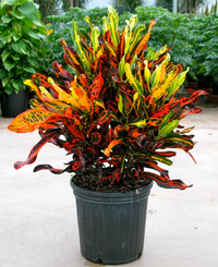 Croton Mammy Plant