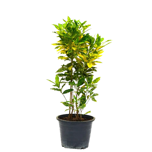 Croton Lemon Plant - Gold Dust