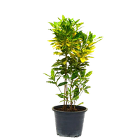 Croton Lemon Plant - Gold Dust