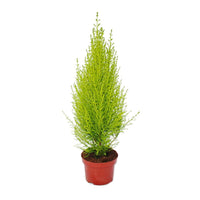 Cupressus macrocarpa – Goldcrest Wilma – Lemon Cyperus