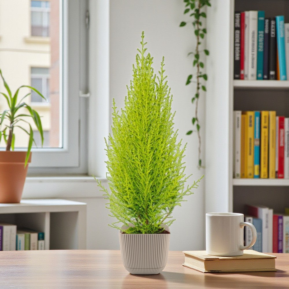 Cupressus macrocarpa – Goldcrest Wilma – Lemon Cyperus