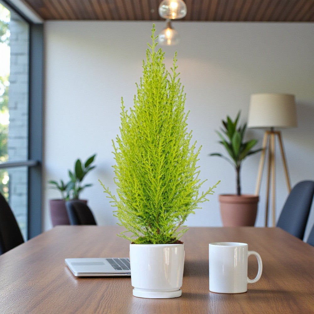 Cupressus macrocarpa – Goldcrest Wilma – Lemon Cyperus