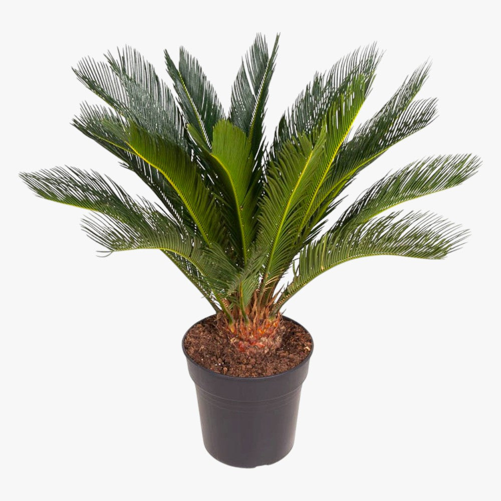 Cycas Revoluta - Sago Palm