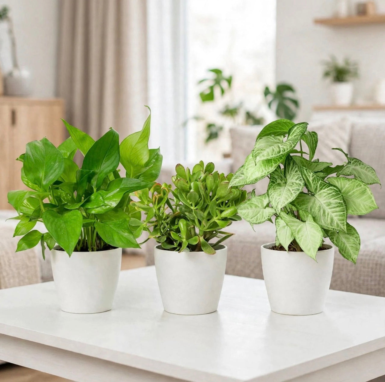 Mini Desk Jungle Trio | 3-in-1 Easy Care Bundle | Money Plant-Jade Plant-Syngonium | 25-30cm