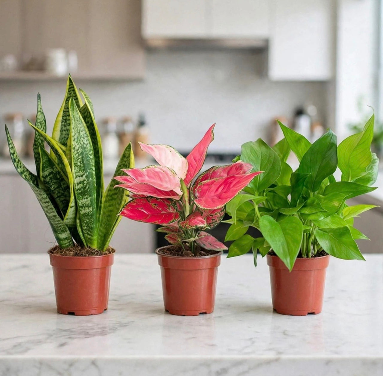 Plant Parent Starter Kit — Snake Plant + Aglaonema + Money Plant - 20-30cm