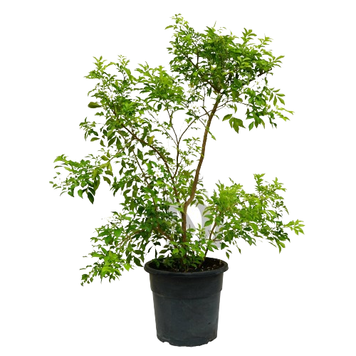 Orange Jasmine plant, Orange Jasmine for sale, Buy Orange Jasmine online, Orange Jasmine care, Outdoor Orange Jasmine