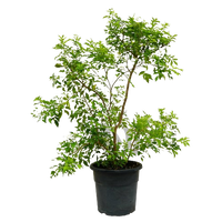 Orange Jasmine plant, Orange Jasmine for sale, Buy Orange Jasmine online, Orange Jasmine care, Outdoor Orange Jasmine