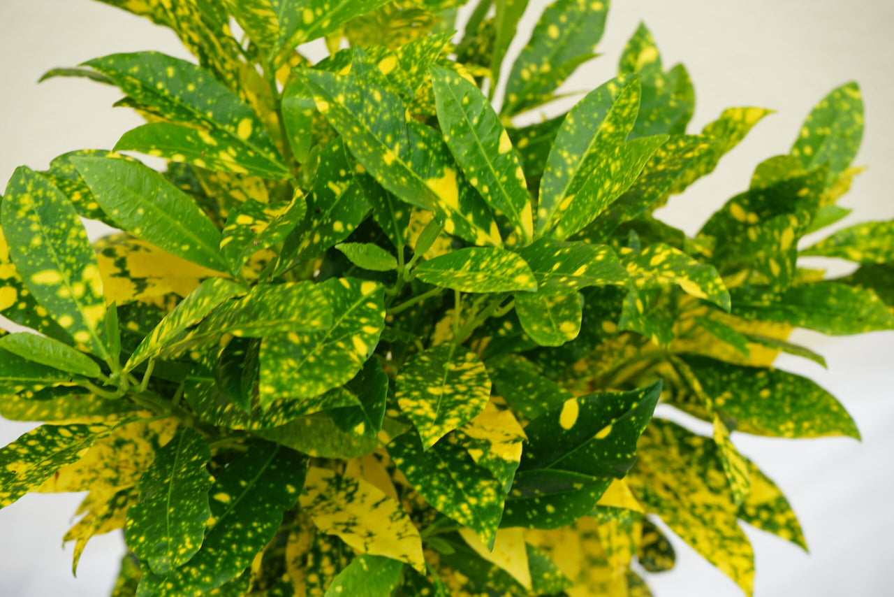 Croton Lemon Plant - Gold Dust