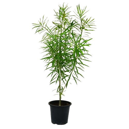 Thevetia Peruviana plant, Thevetia Peruviana for sale, Buy Thevetia Peruviana online, Yellow Oleander, Outdoor Thevetia Peruviana