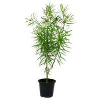 Thevetia Peruviana plant, Thevetia Peruviana for sale, Buy Thevetia Peruviana online, Yellow Oleander, Outdoor Thevetia Peruviana