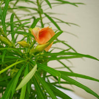 Thevetia Peruviana Plant