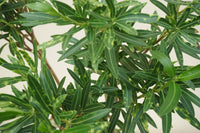 Oleander (Nerium Oleander) Plant